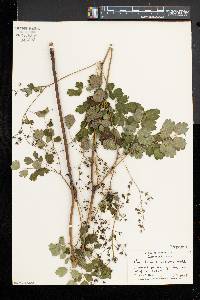 Thalictrum pubescens image