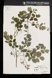 Thalictrum pubescens image