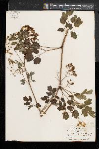 Thalictrum pubescens image