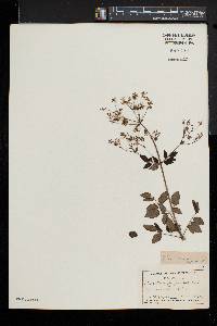 Thalictrum amphibolum image