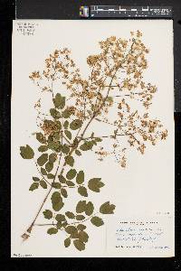 Thalictrum amphibolum image