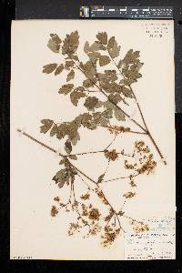 Thalictrum amphibolum image