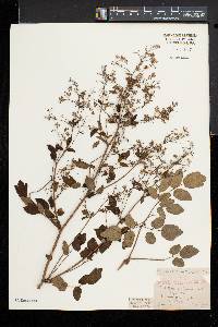 Thalictrum amphibolum image