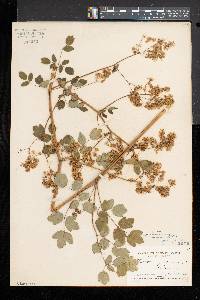 Thalictrum amphibolum image