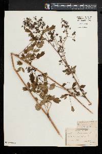 Thalictrum amphibolum image