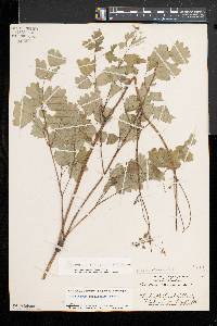 Thalictrum coriaceum image