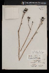 Caulophyllum thalictroides image