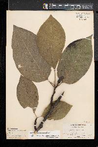 Magnolia acuminata image