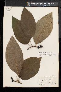 Magnolia acuminata image