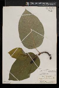 Magnolia acuminata image