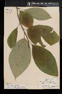 Magnolia acuminata image