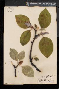 Magnolia acuminata image