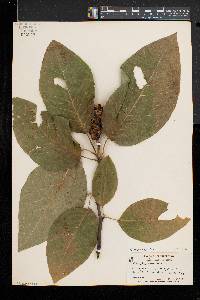 Magnolia acuminata image