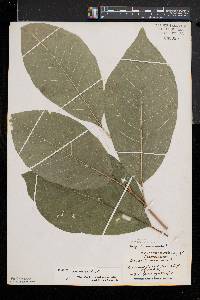 Magnolia acuminata image