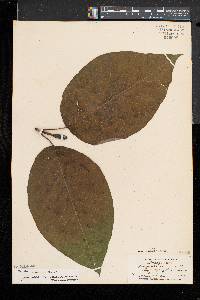 Magnolia acuminata image