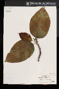 Magnolia acuminata image