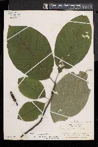 Magnolia acuminata image