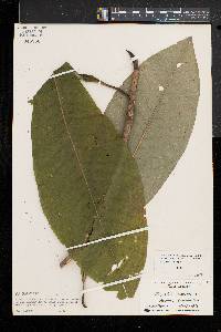 Magnolia tripetala image