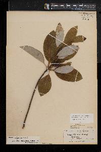 Magnolia virginiana image