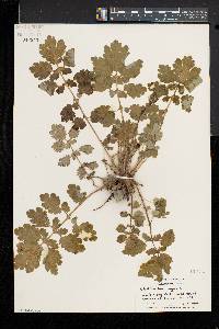 Chelidonium majus image