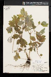 Chelidonium majus image