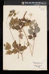 Chelidonium majus image