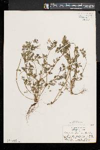 Corydalis flavula image