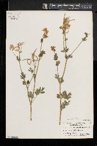 Capnoides sempervirens image