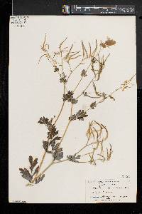 Capnoides sempervirens image