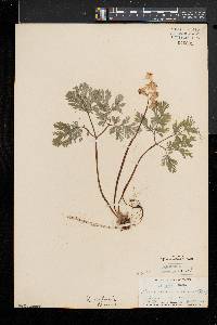 Dicentra cucullaria image