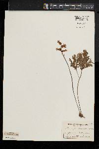 Dicentra canadensis image