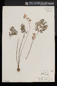 Dicentra cucullaria image