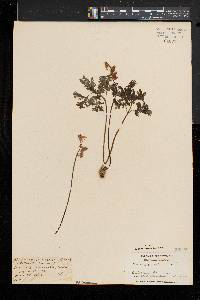 Dicentra cucullaria image