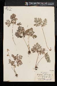 Dicentra cucullaria image