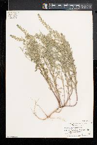 Alyssum alyssoides image