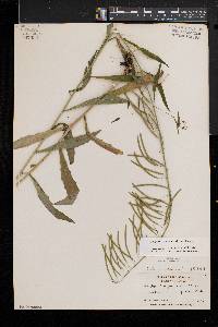 Borodinia canadensis image