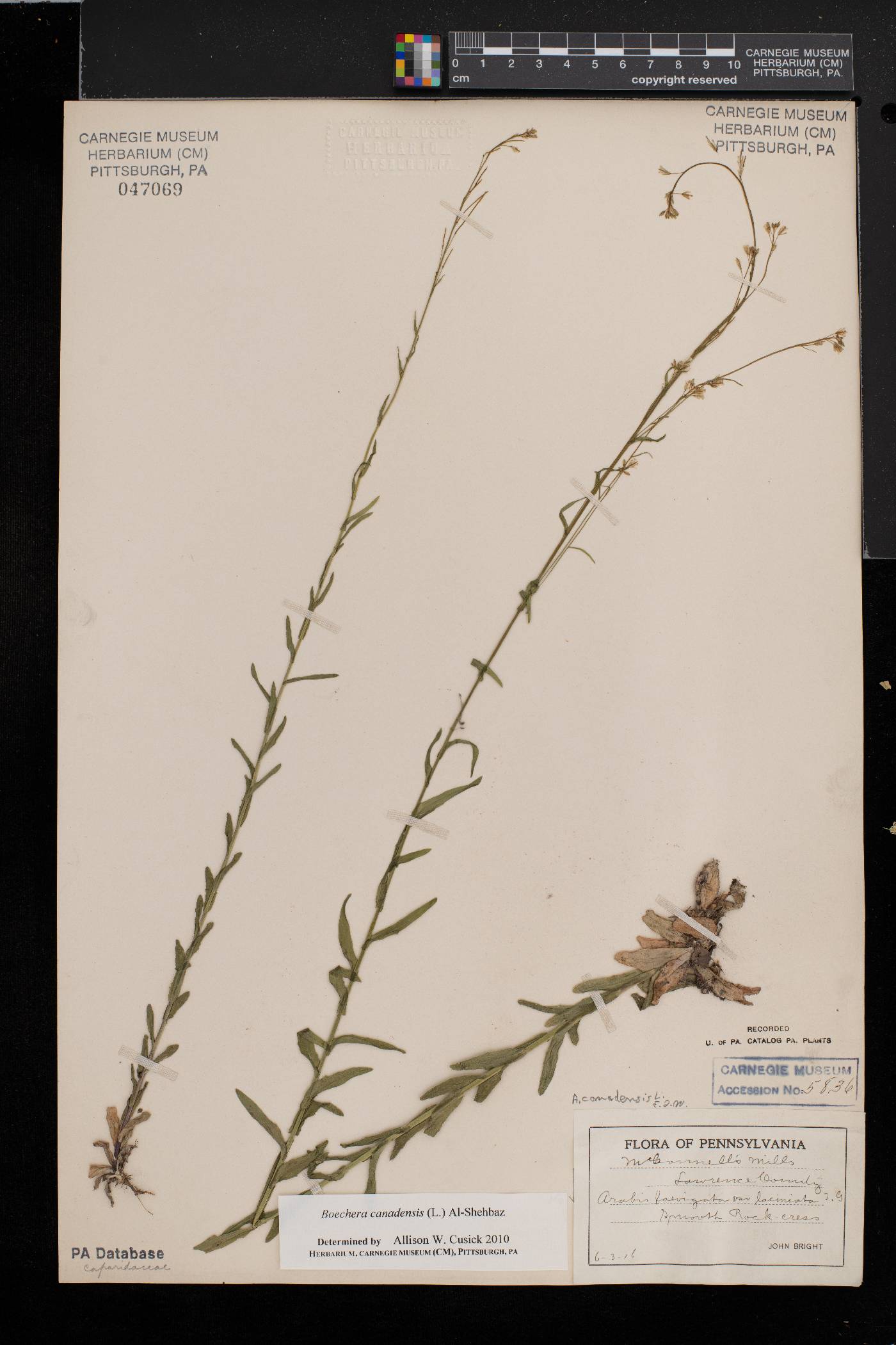 Borodinia canadensis image