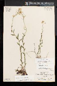 Arabis patens image