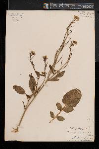 Brassica juncea image