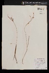 Carex conoidea image