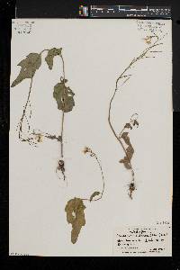 Cardamine bulbosa image