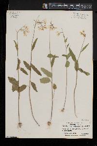 Cardamine bulbosa image