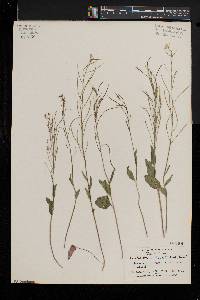 Cardamine bulbosa image