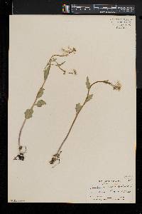 Cardamine bulbosa image