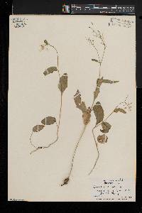 Cardamine bulbosa image