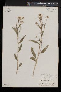 Cardamine bulbosa image