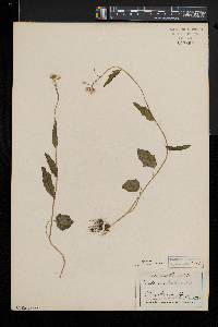 Cardamine bulbosa image