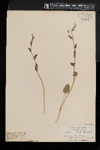 Cardamine bulbosa image