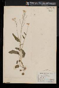 Cardamine bulbosa image