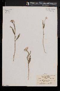 Cardamine bulbosa image